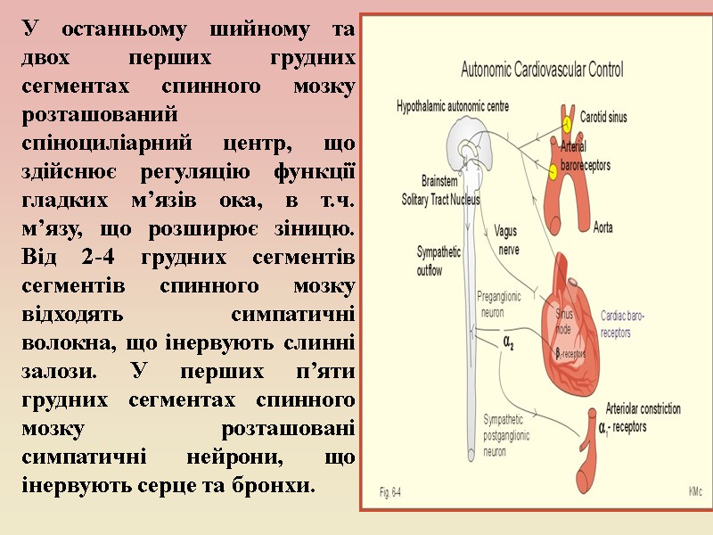 У останньому шийному та двох перших грудних сегментах спинного мозку розташований  спіноциліарний центр,